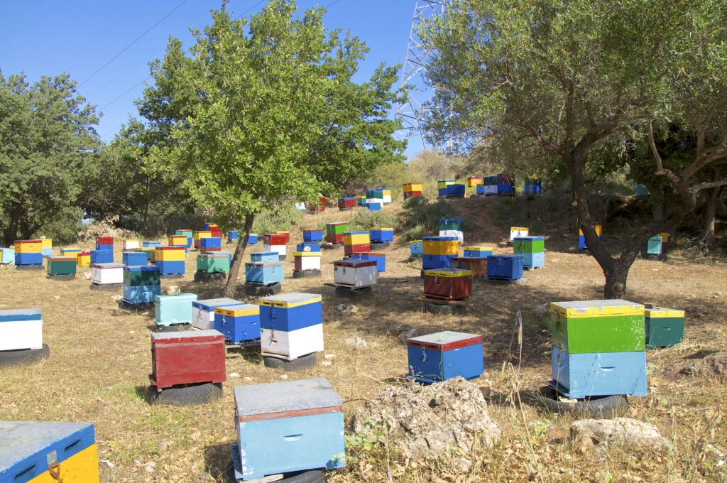 The Three Greek Honeys with PDO Status - Gastronomy Tours shutterstock 140326435 1024x680 1 - Gastronomy Tours